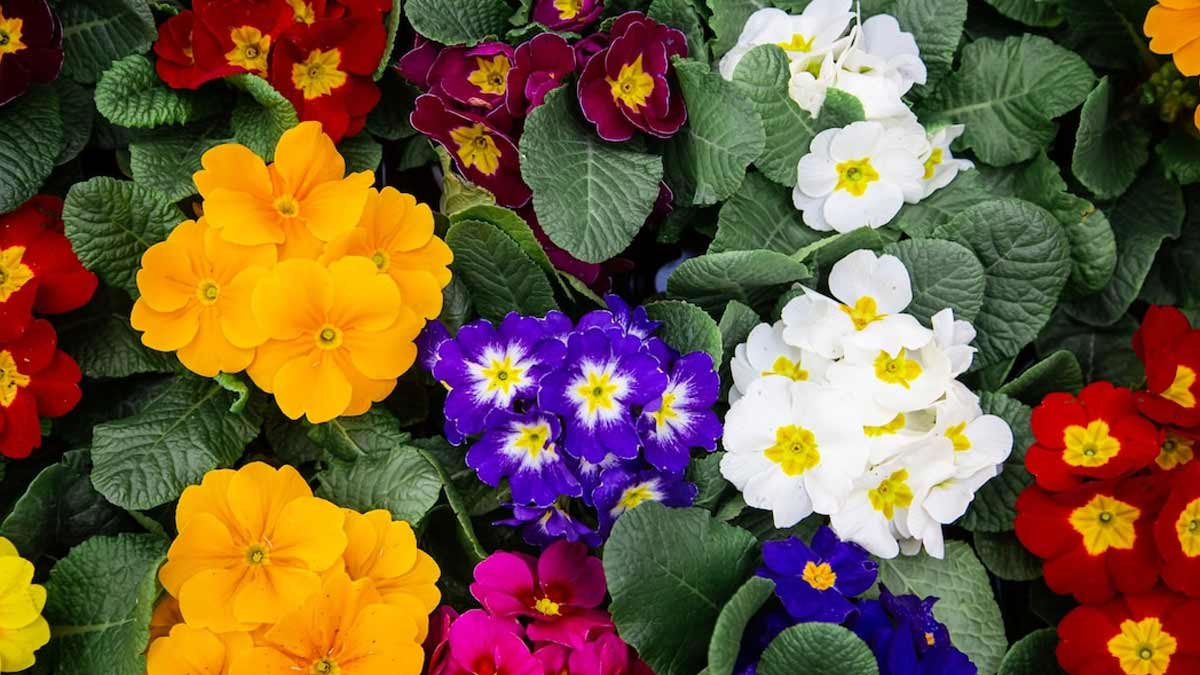 Top 365 Days Flowering Plants in India  Bloom All Year Round