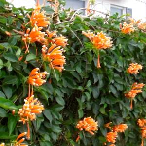 Buy Climbers & Creepers Plants Online at cheap price