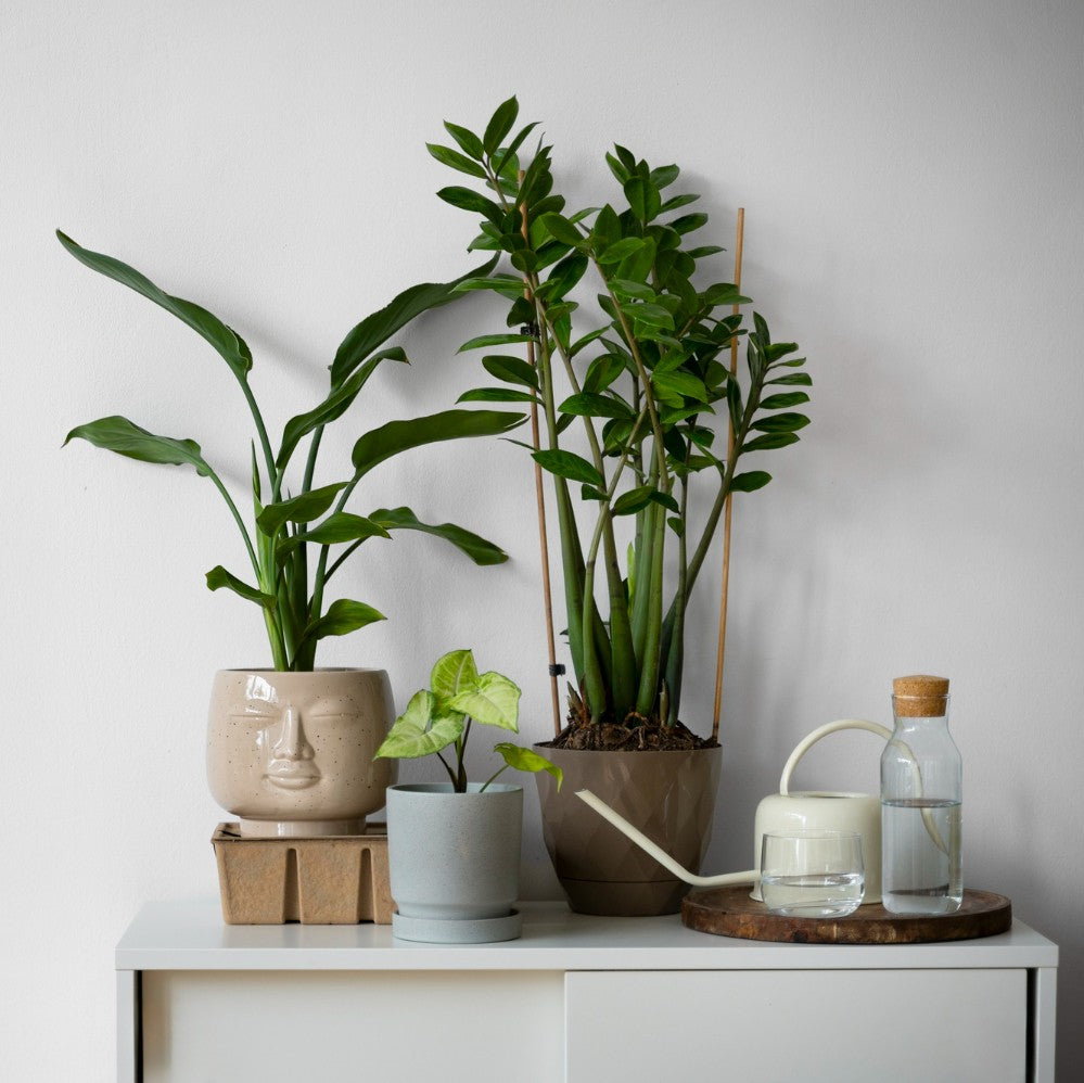indoor plants buy online at plantsguru