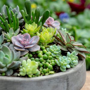 Cactus & Succulents