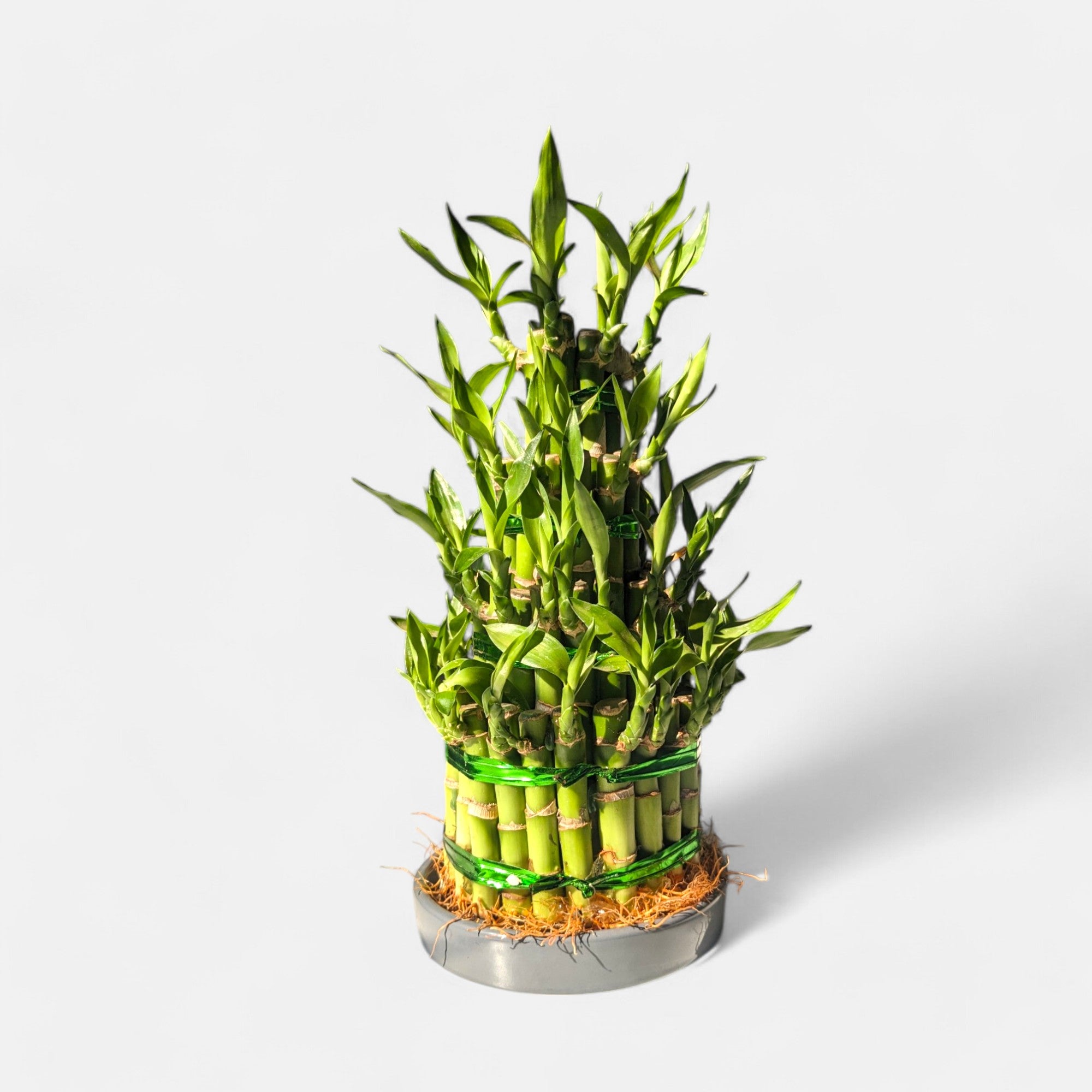 4 Layer Lucky Bamboo in Transparent Bowl