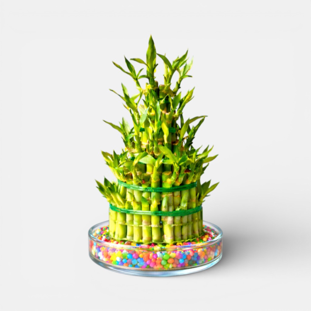 5 Layer Lucky Bamboo in Transparent Bowl