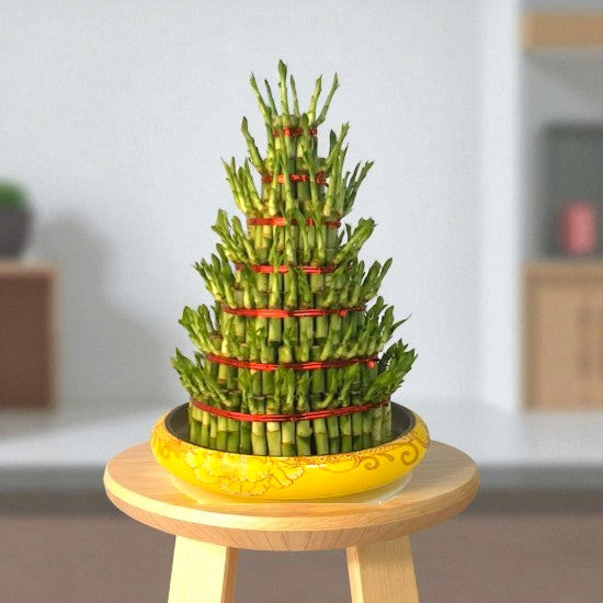 7 Layer Lucky Bamboo | Good Luck Plant