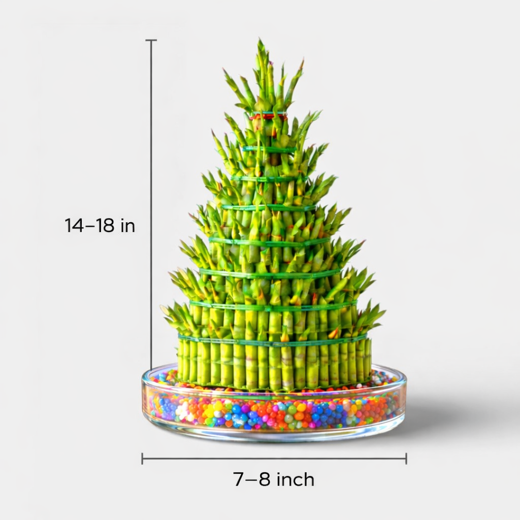 7 Layer Lucky Bamboo | Good Luck Plant
