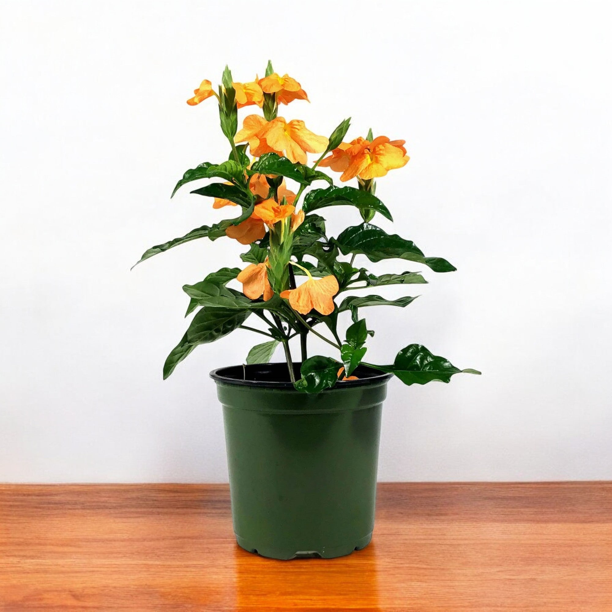 aboli flower seeds Buy Aboli Plant