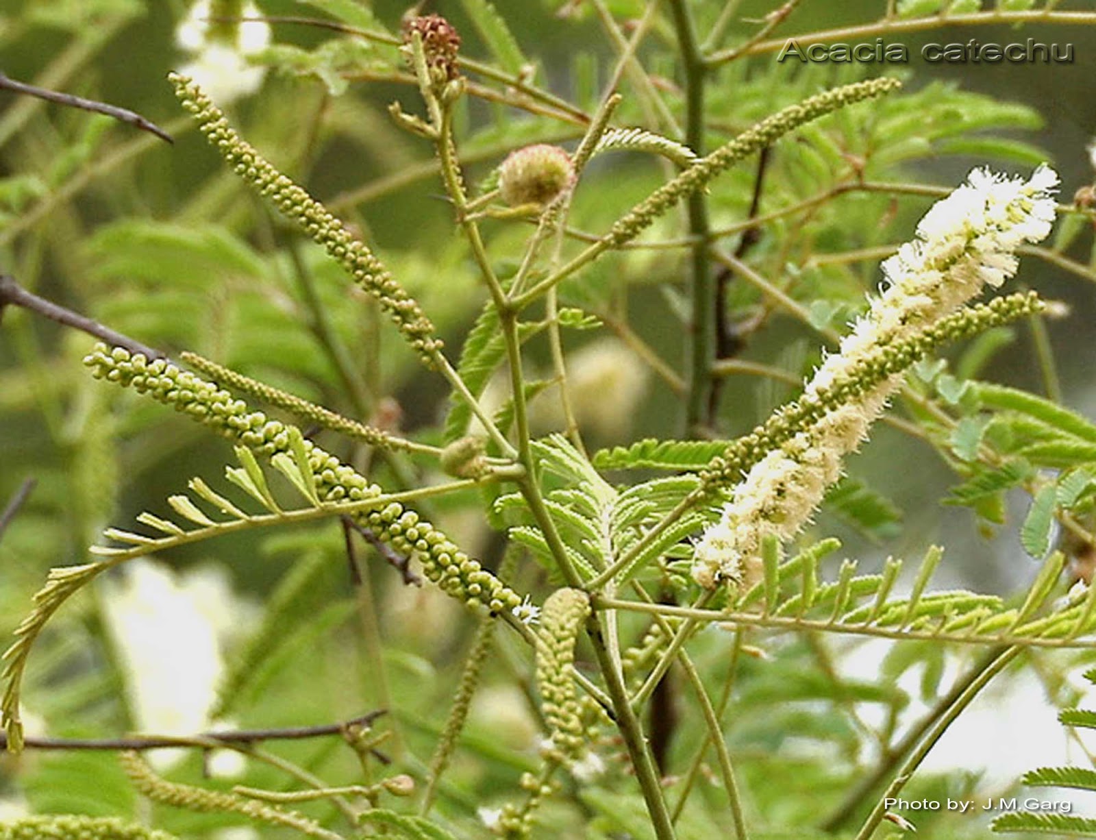 Acacia Catechu, Khair ( 1 Kg ) - Seeds