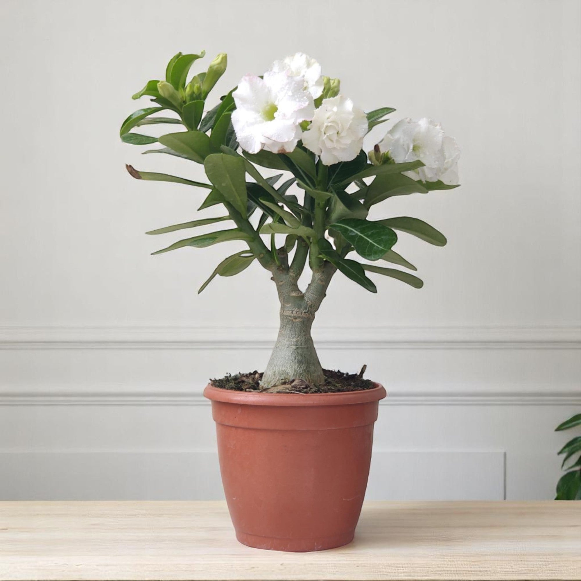 Adenium White Double Petal – Bonsai-Like Outdoor Flower Plant