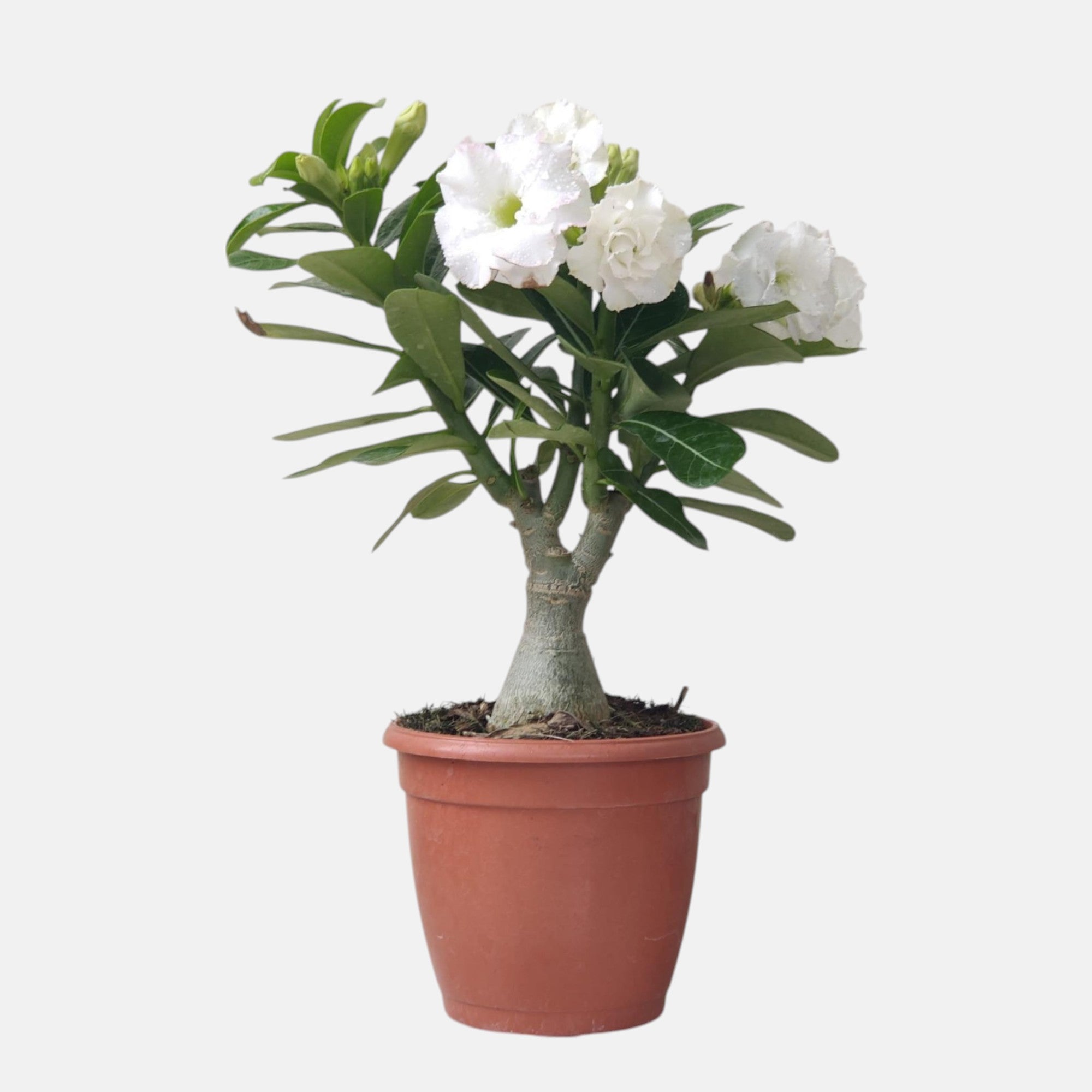 Adenium White Double Petal – Bonsai-Like Outdoor Flower Plant