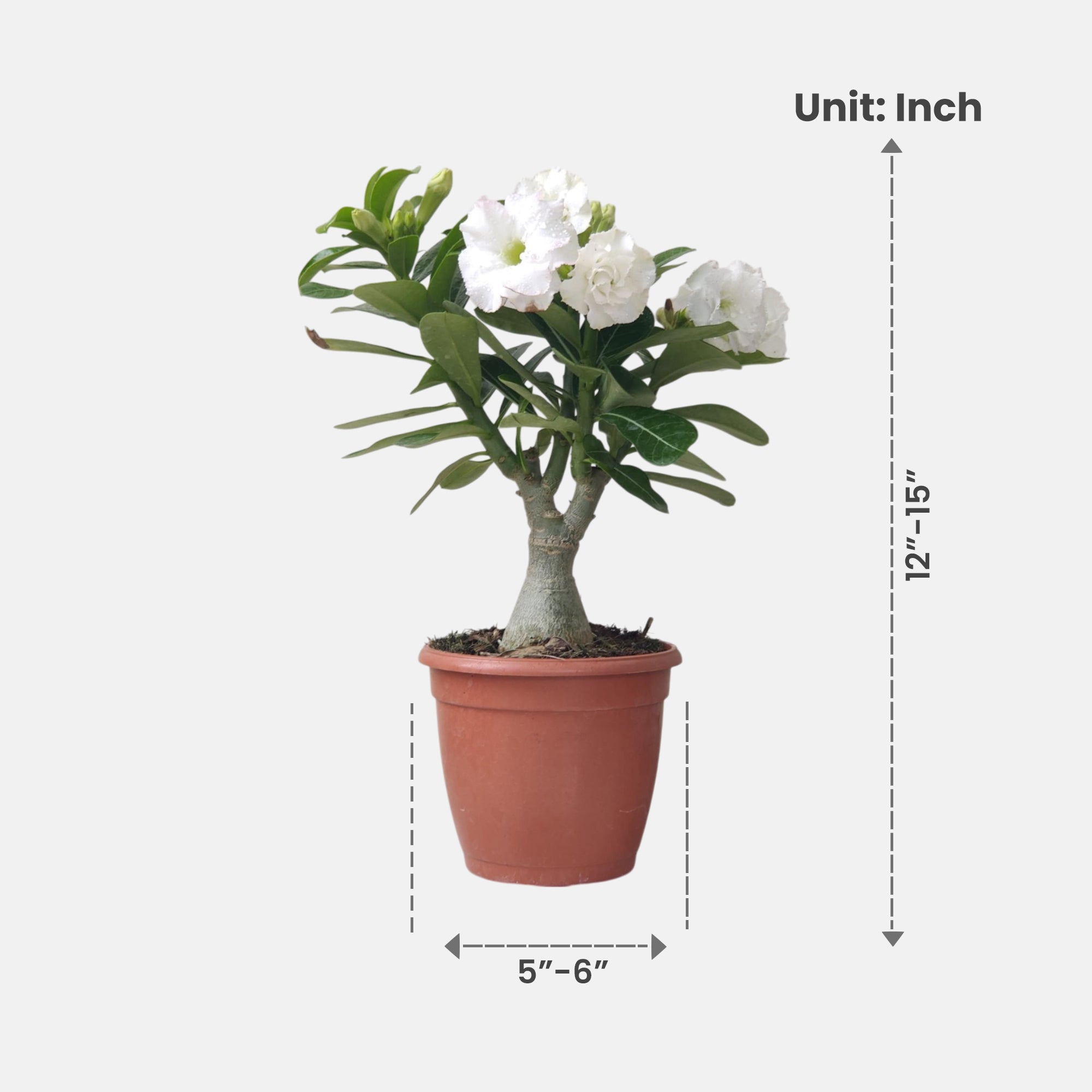 Adenium White Double Petal – Bonsai-Like Outdoor Flower Plant