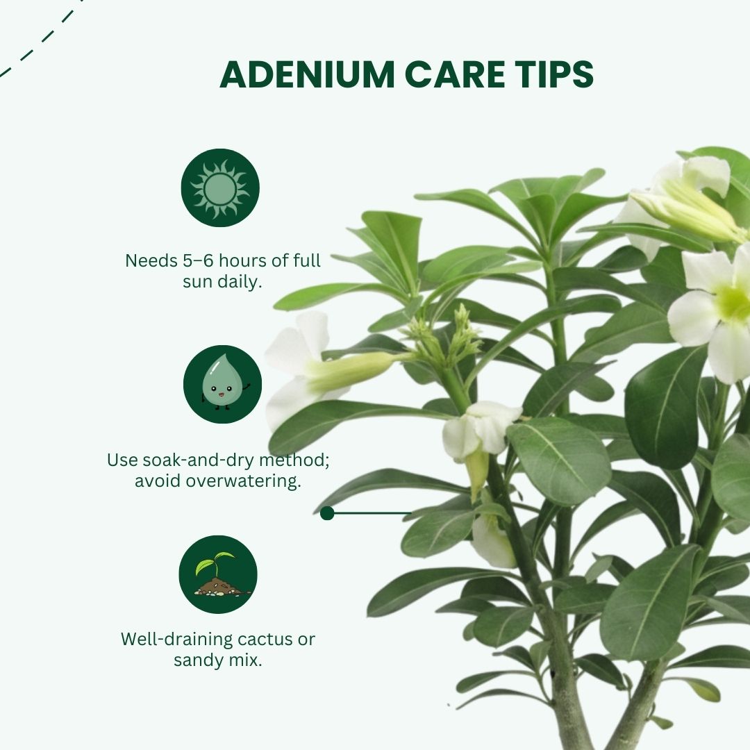 Adenium White Grafted Plant | Bonsai-Like Outdoor Flower Plant