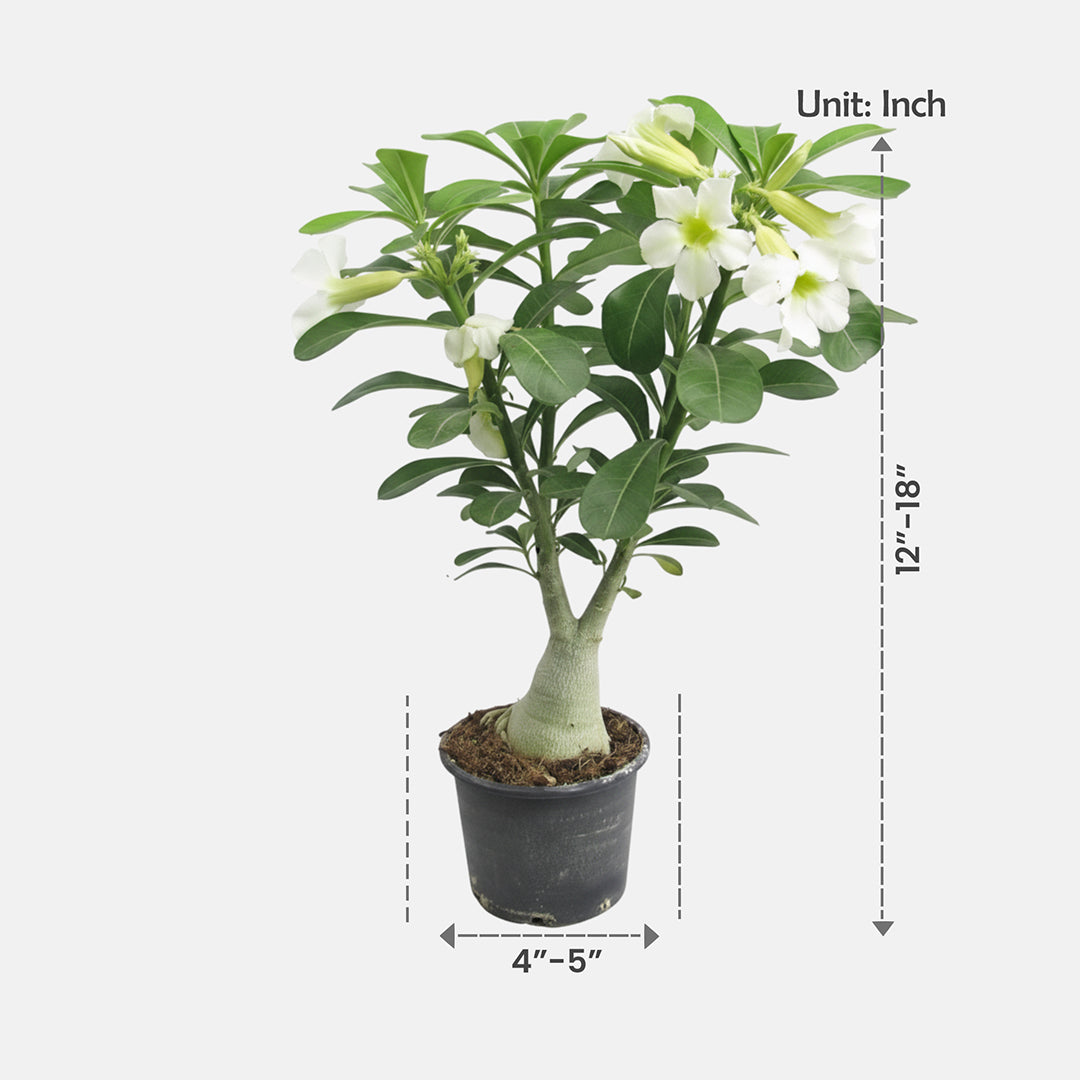 Adenium White Grafted Plant | Bonsai-Like Outdoor Flower Plant