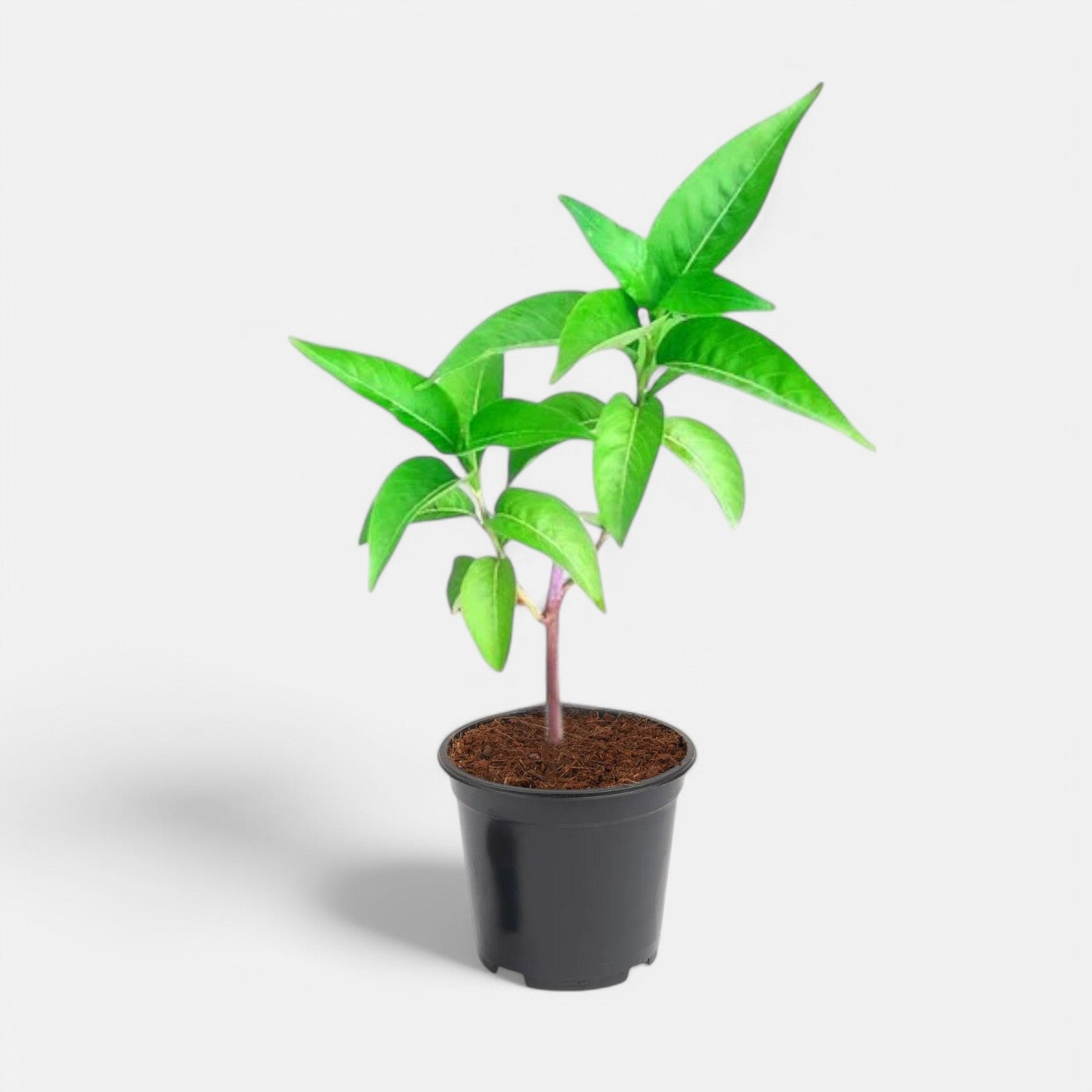 Adulsa Plant - Vasaka