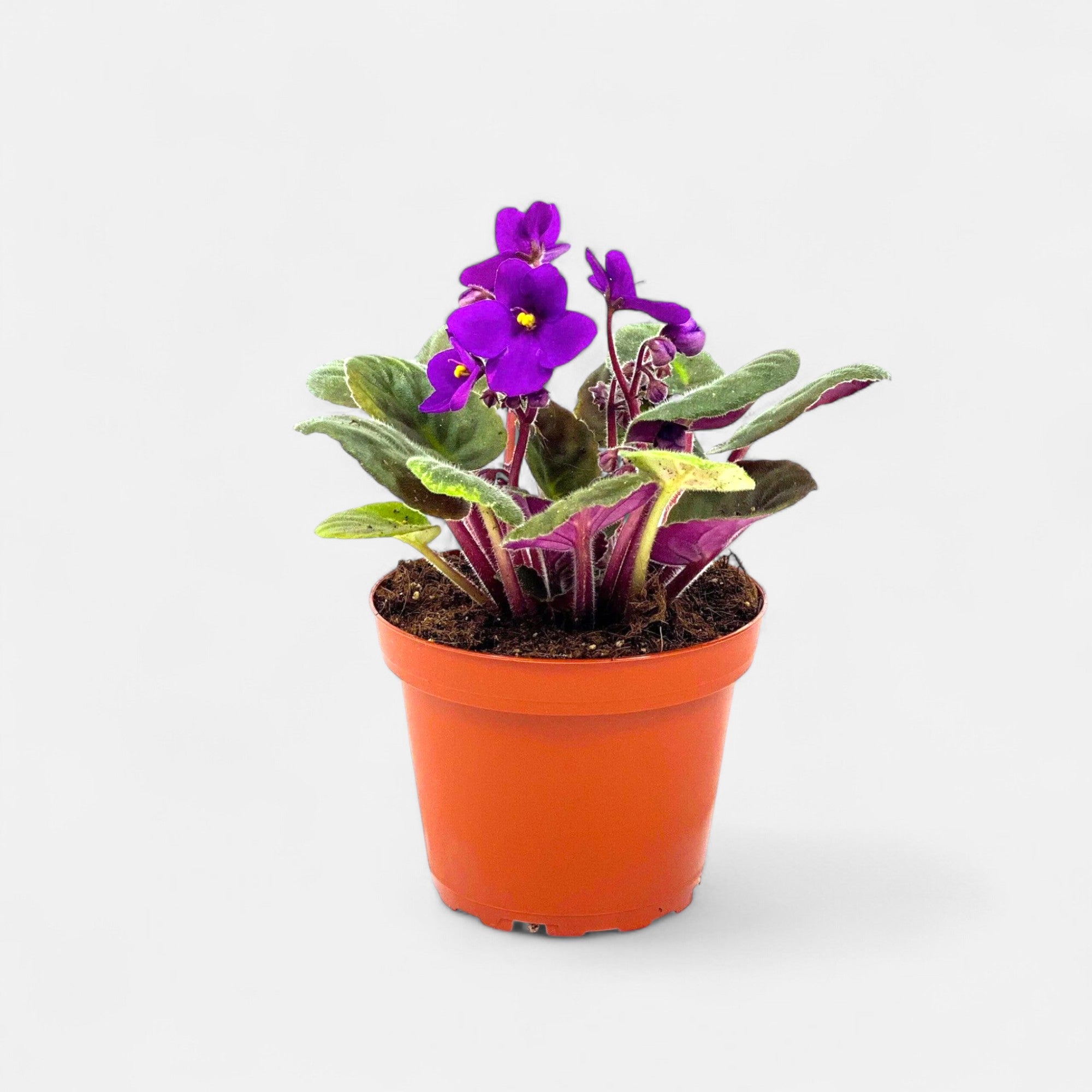 African Violet Purple Plant