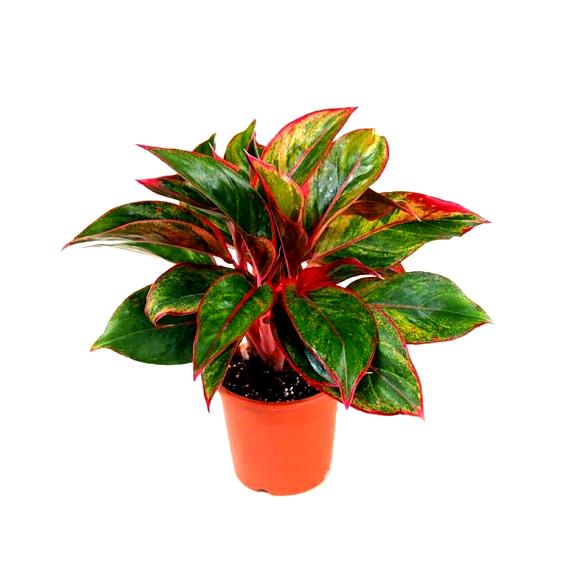 aglaonema red lipstick plant Buy Aglaonema Lipstick Plant online at best price