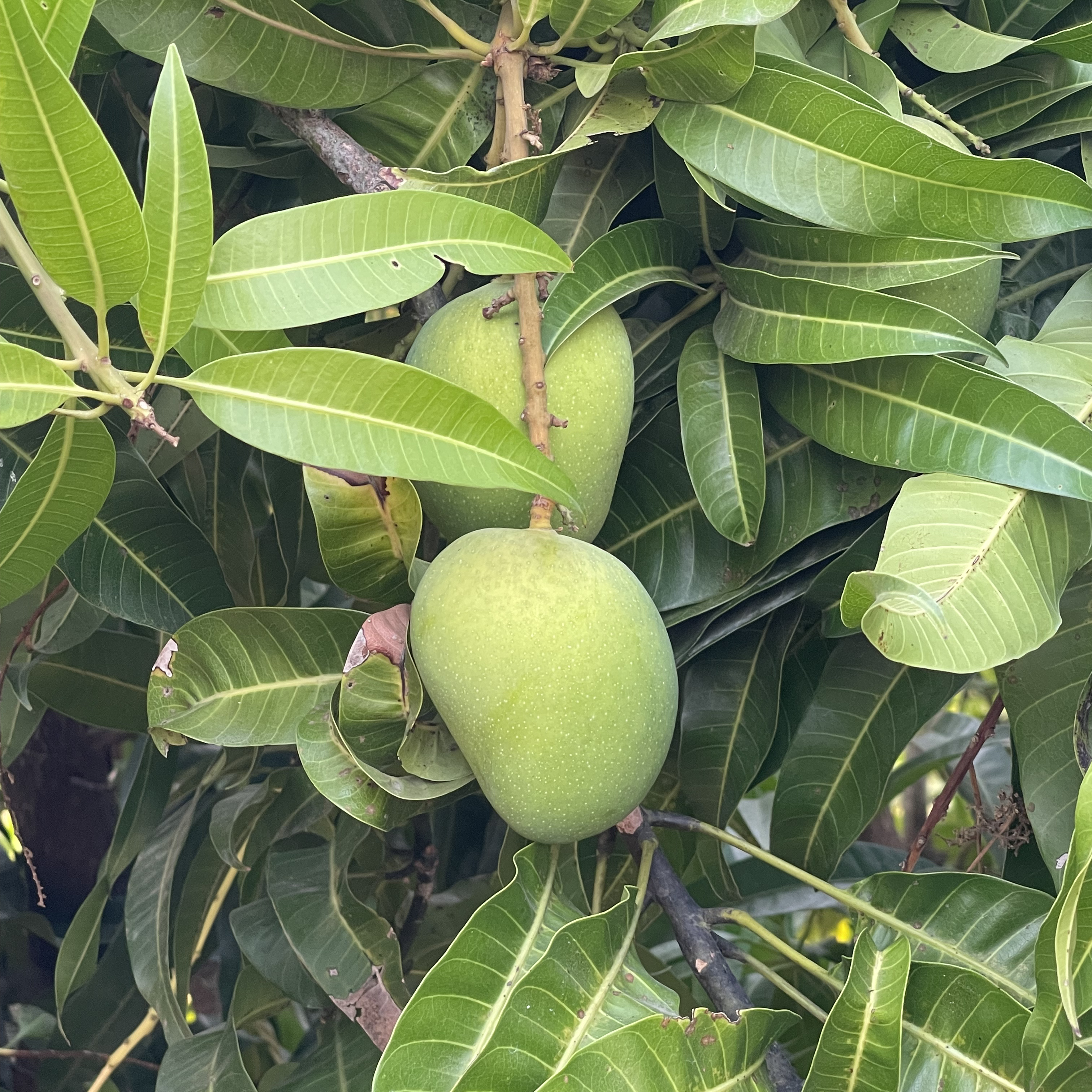 Mango Hapus Plant