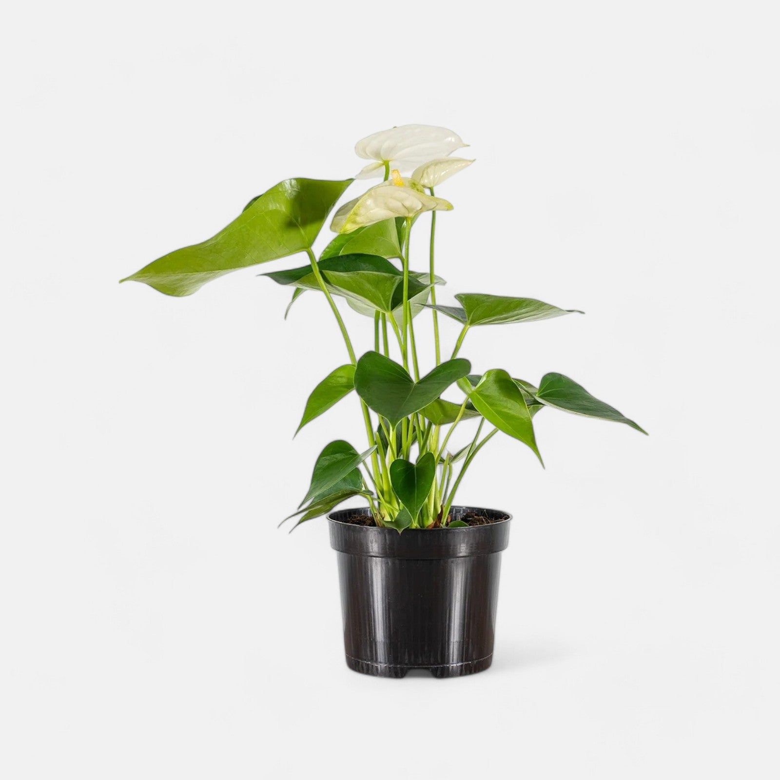 Anthurium Plant White - Tailflower Plant | Air Purifier Indoor Plant