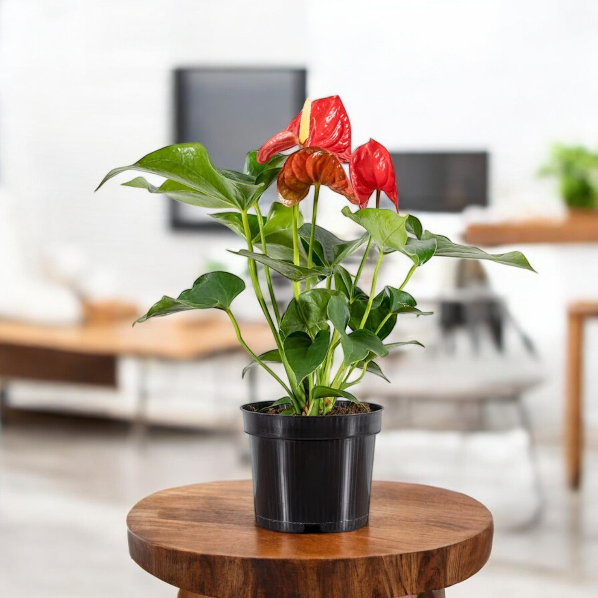 Anthurium Red Plant - Tailflower Plant | Air Purifier Indoor Plant