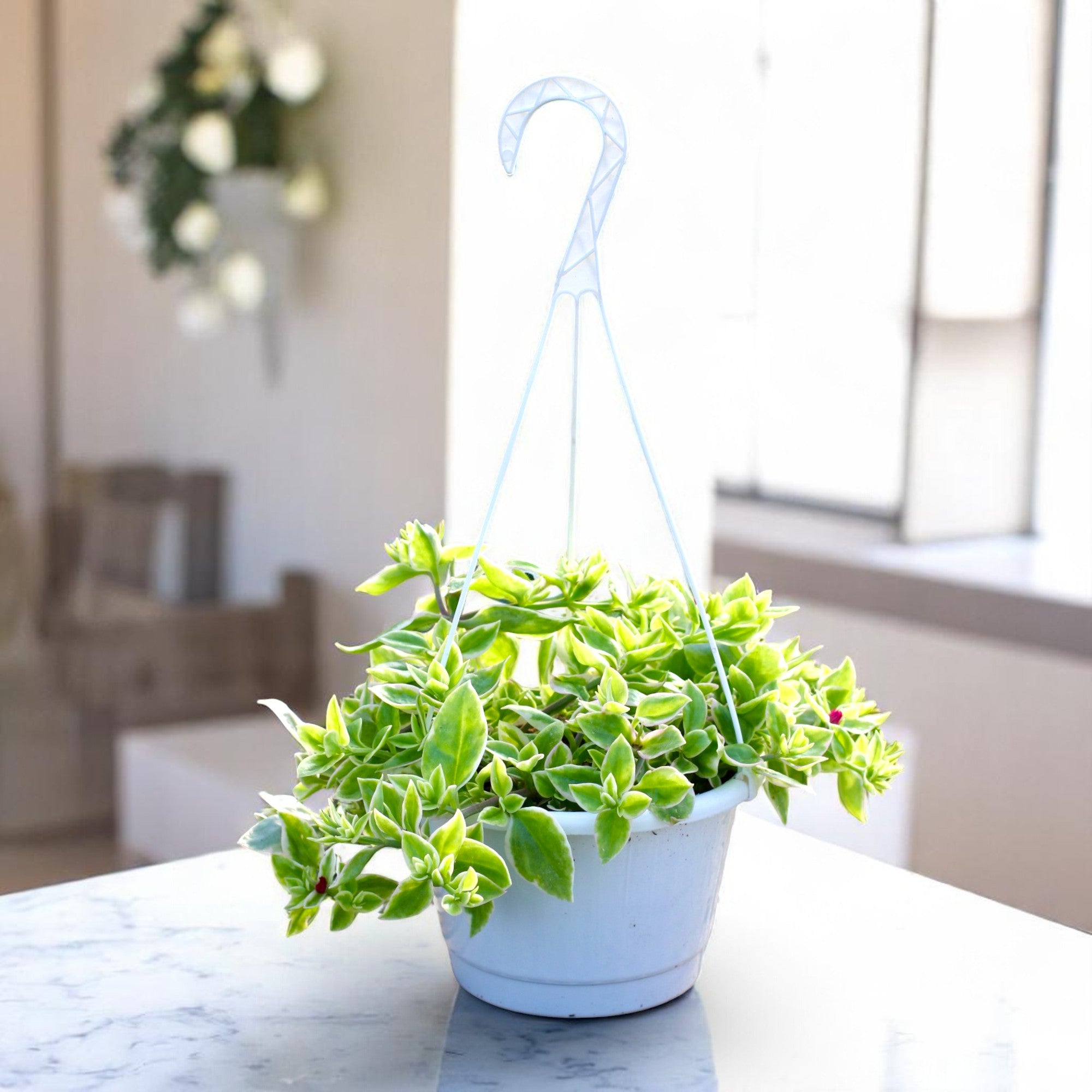 variegated hanging basket plant Buy aptenia variegated plant in hanging basket online