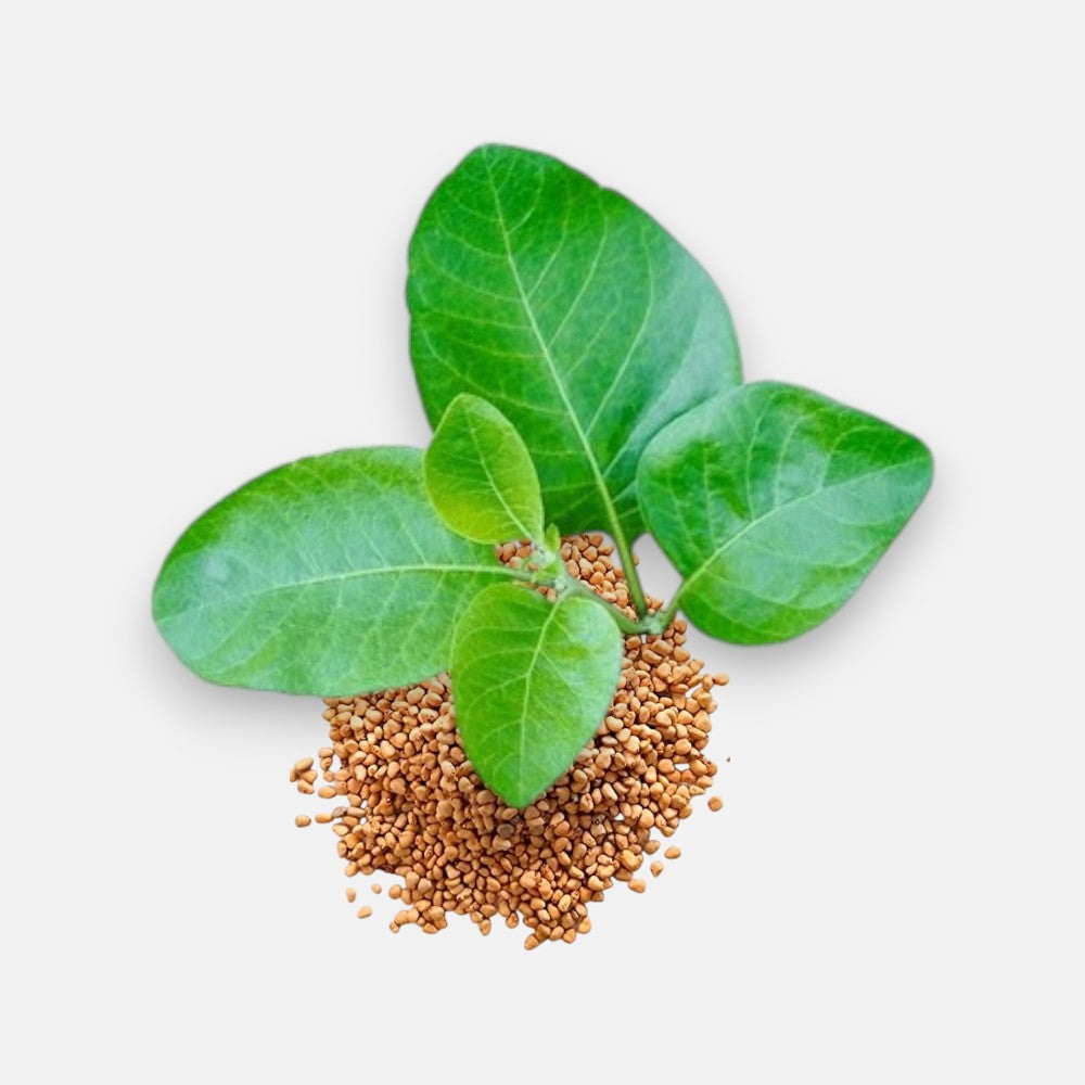 ashwagandha plant seeds Buy Ashwagandha Seeds (Approx. 100) online at best price