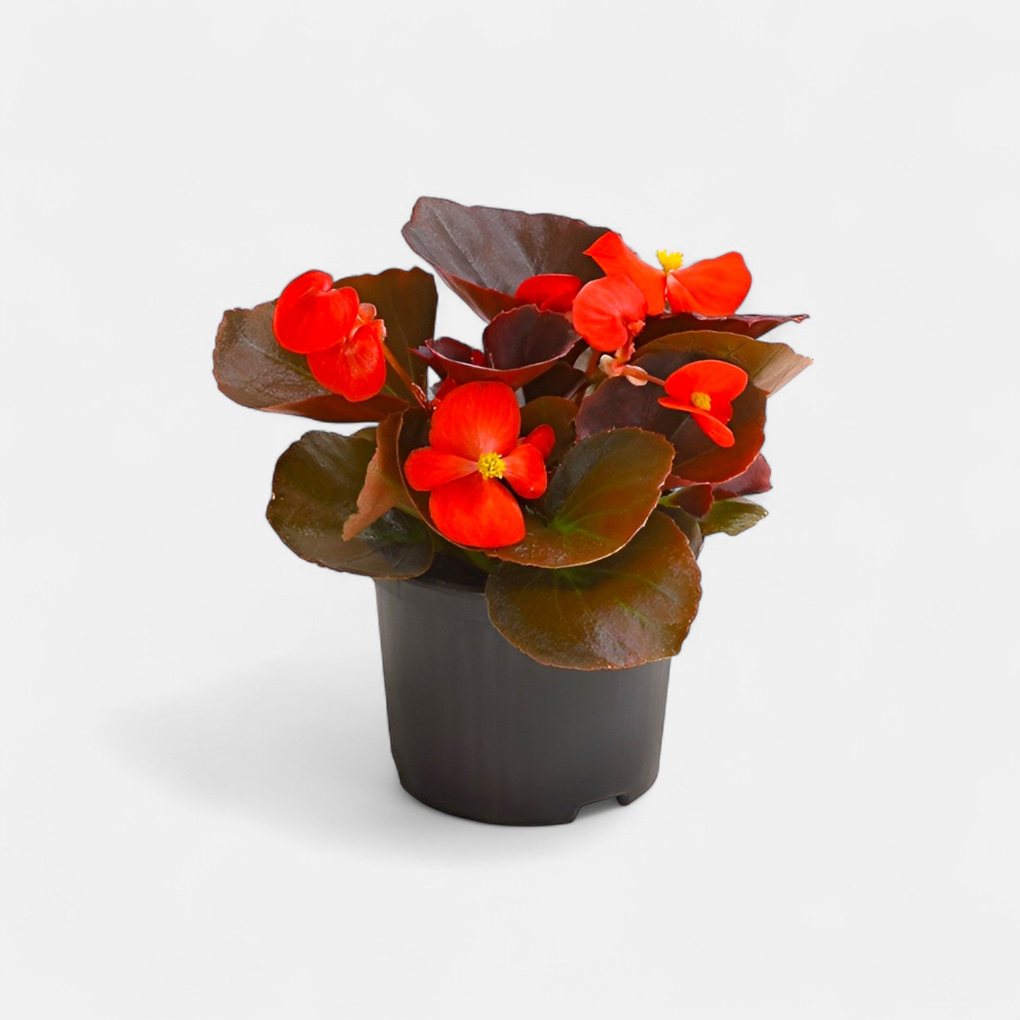 Begonia Red Plant