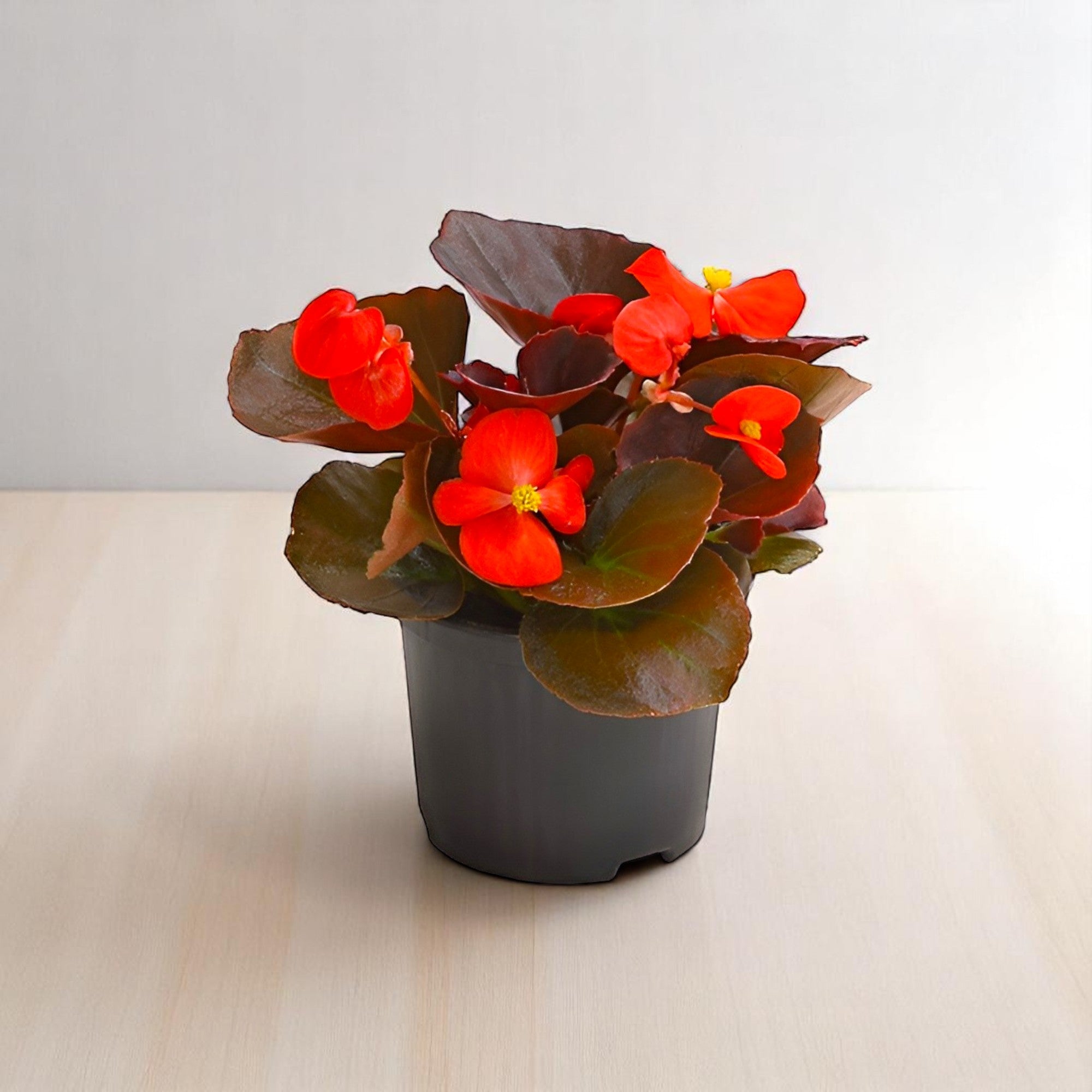 Begonia Red Plant