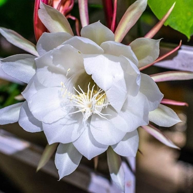 fertilizer for brahma kamal plant Buy Brahma Kamal