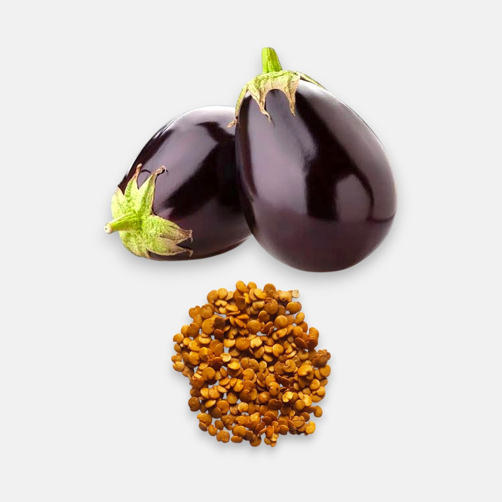 Brinjal Bhagyamati Seeds 4gm | Sunrise