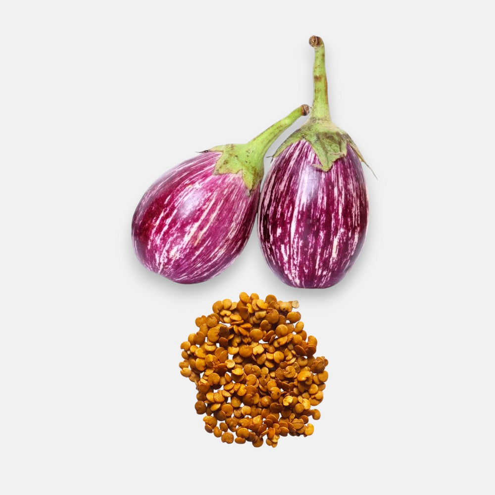 Brinjal CVK Seeds