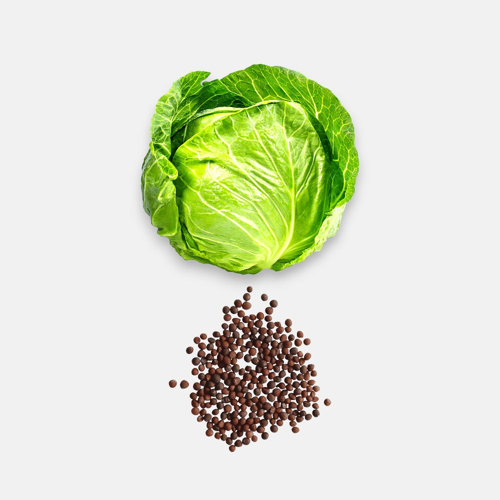 Cabbage Seeds