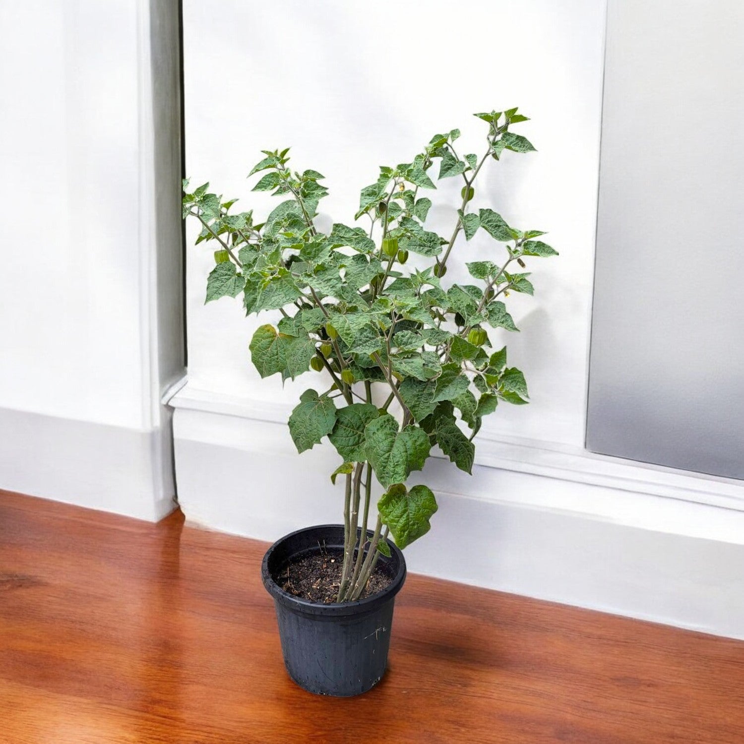 Cape Gooseberry Plant - Golden Berry Fruit Plant