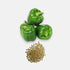 Capsicum Green Imported seeds