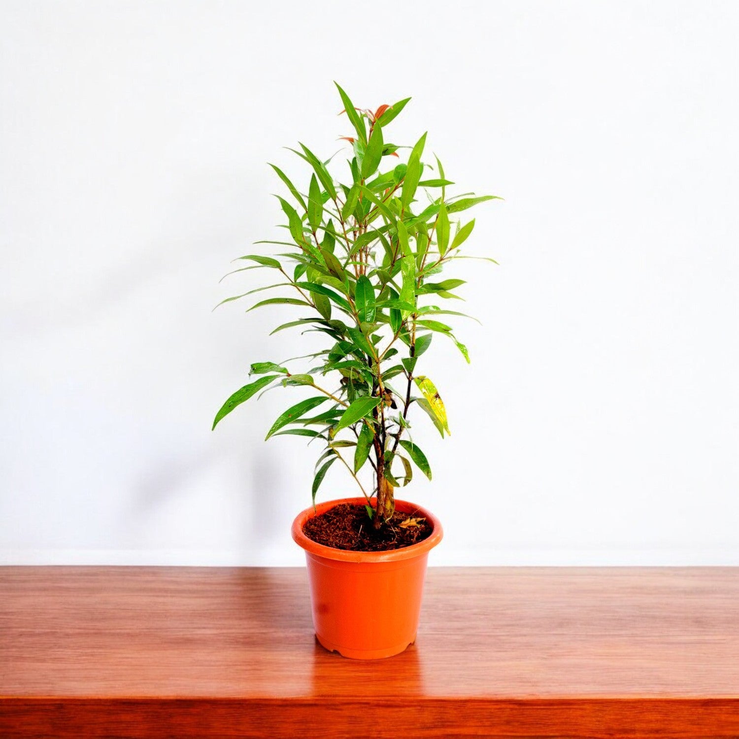 Christina Plant