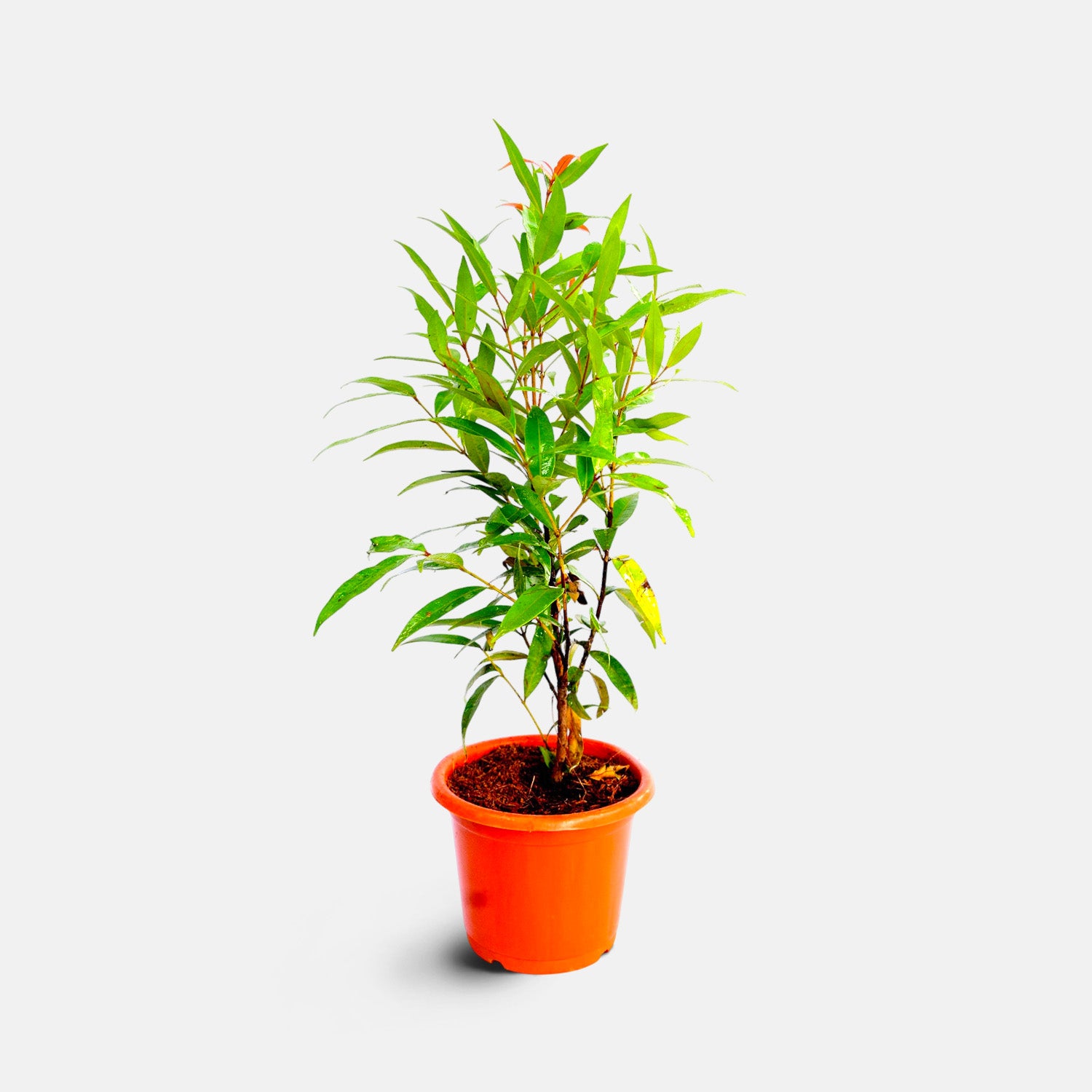 Christina Plant