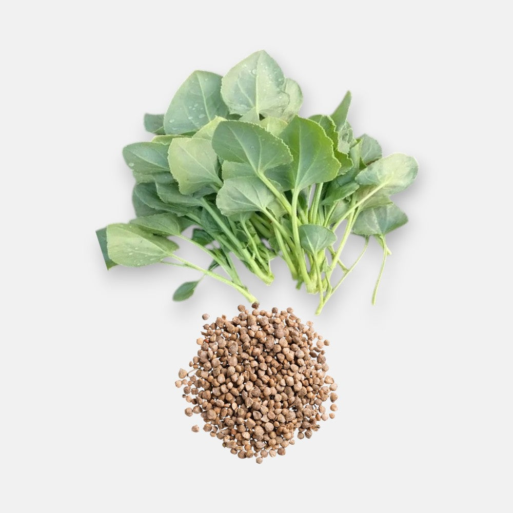 chukkakura seeds planting Buy Chukka Kura Seeds 6gm online at best price