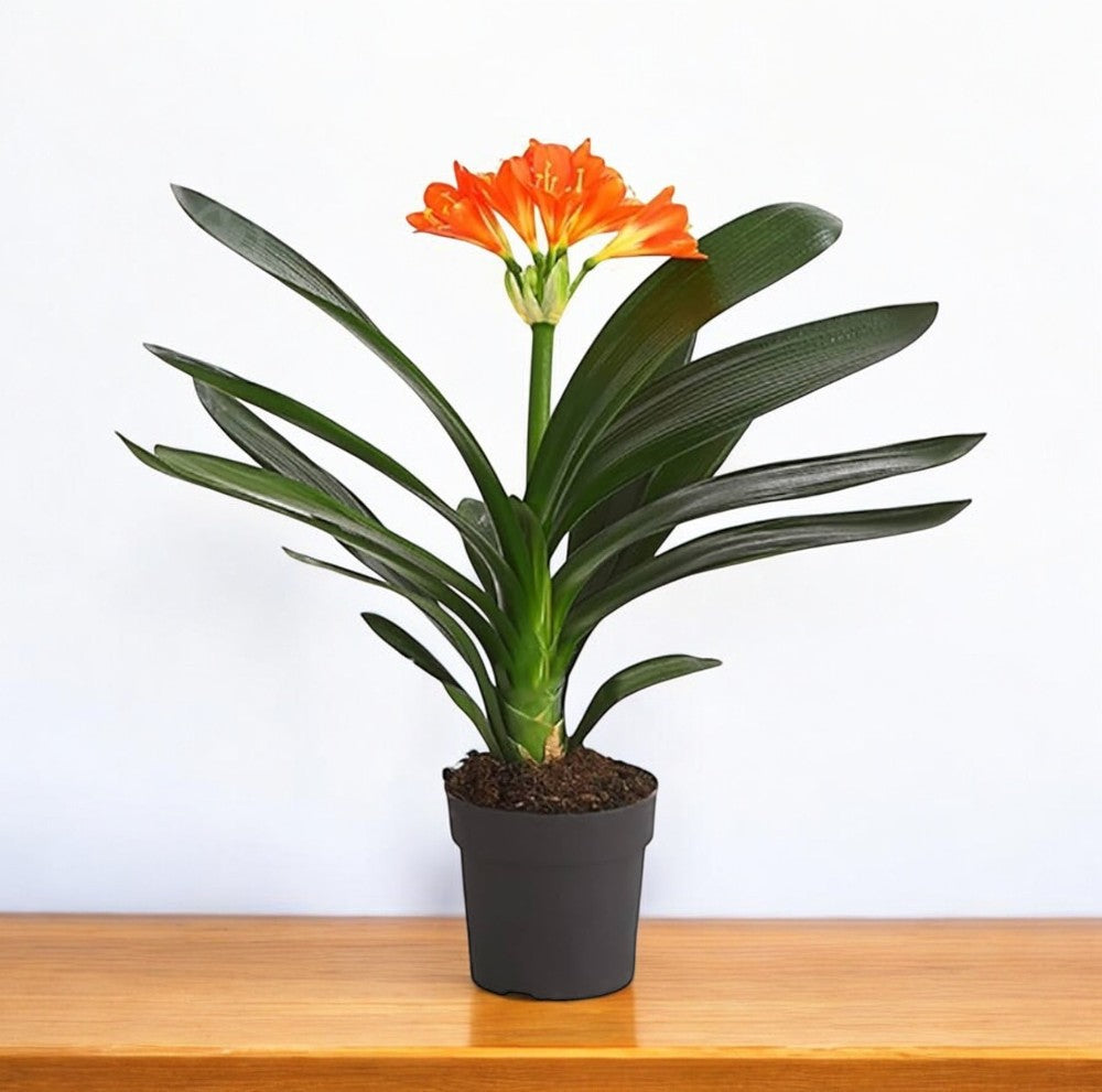 clivia potting mix Buy Clivia Miniata Plant