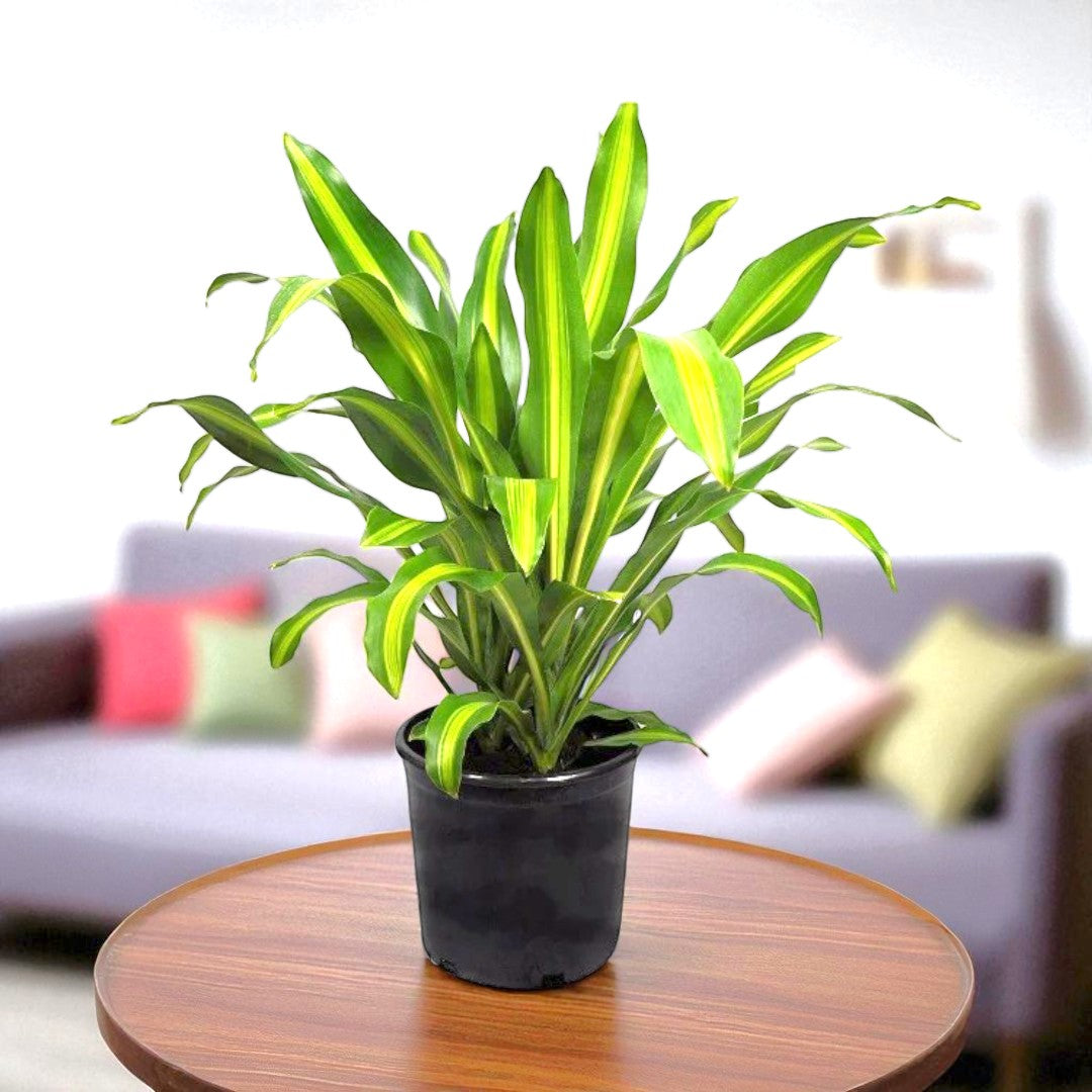 Dracaena Massangeana Giganta - Cornstalk Dracaena Green, Dara singh