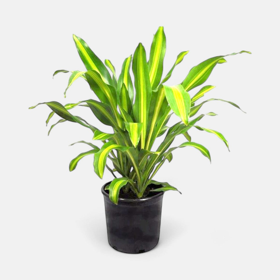 Dracaena Massangeana Giganta - Cornstalk Dracaena Green, Dara singh