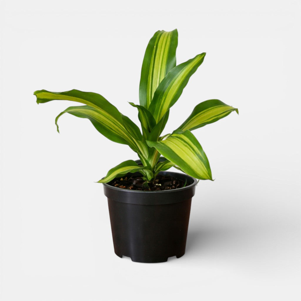 Dracaena Massangeana Giganta Plant - Cornstalk Dracaena Green, Dara singh