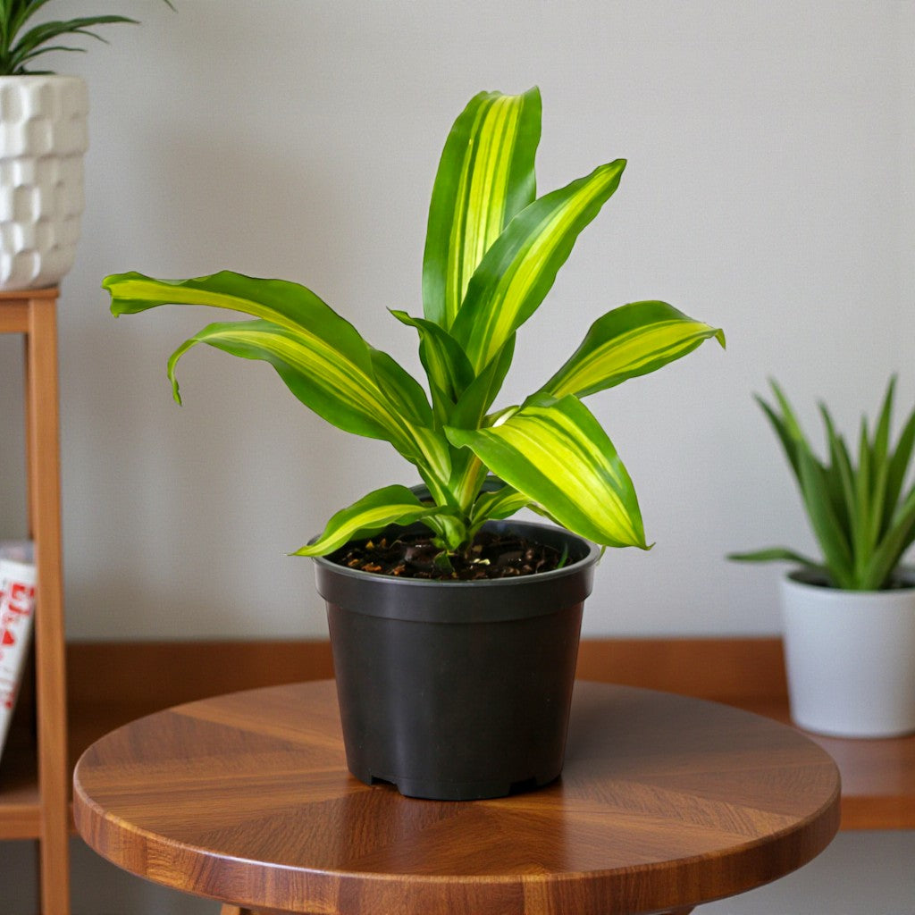 Dracaena Massangeana Giganta Plant - Cornstalk Dracaena Green, Dara singh