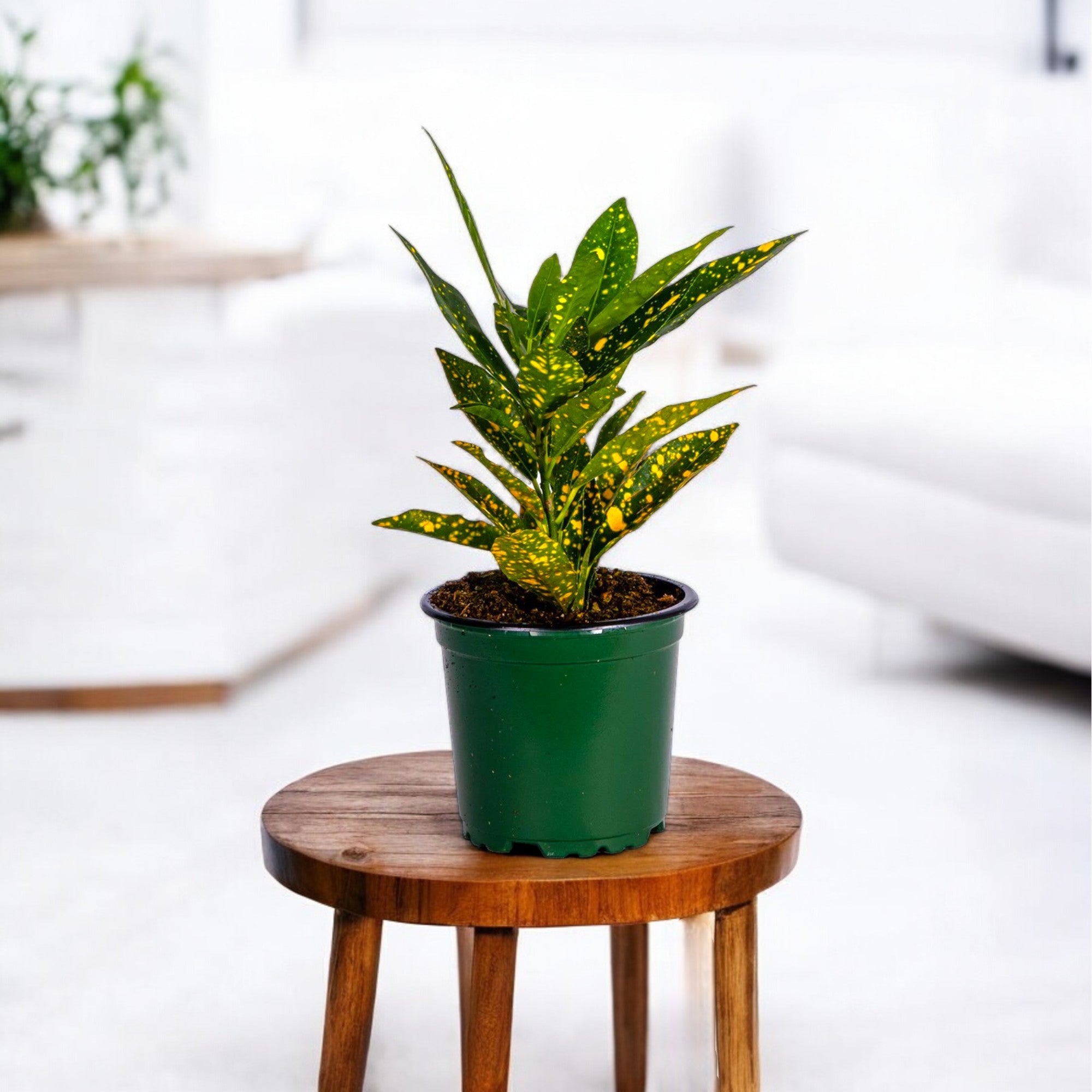 gold dust indoor plant Buy Croton Golden Dust Plant online at best price