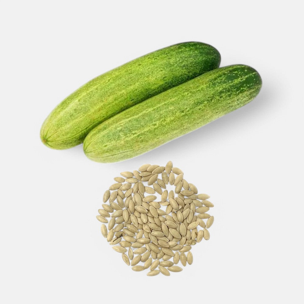 Cucumber DWG Seeds