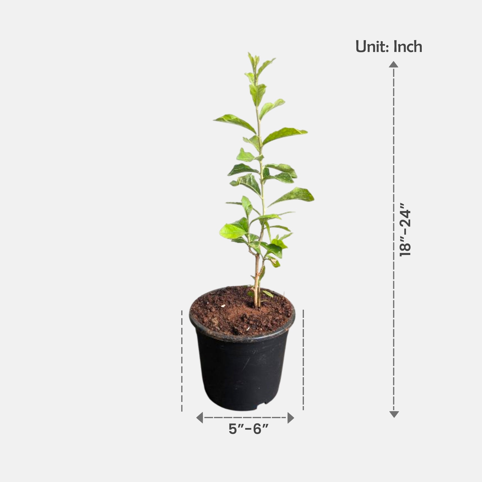 Curtain Creeper Plant