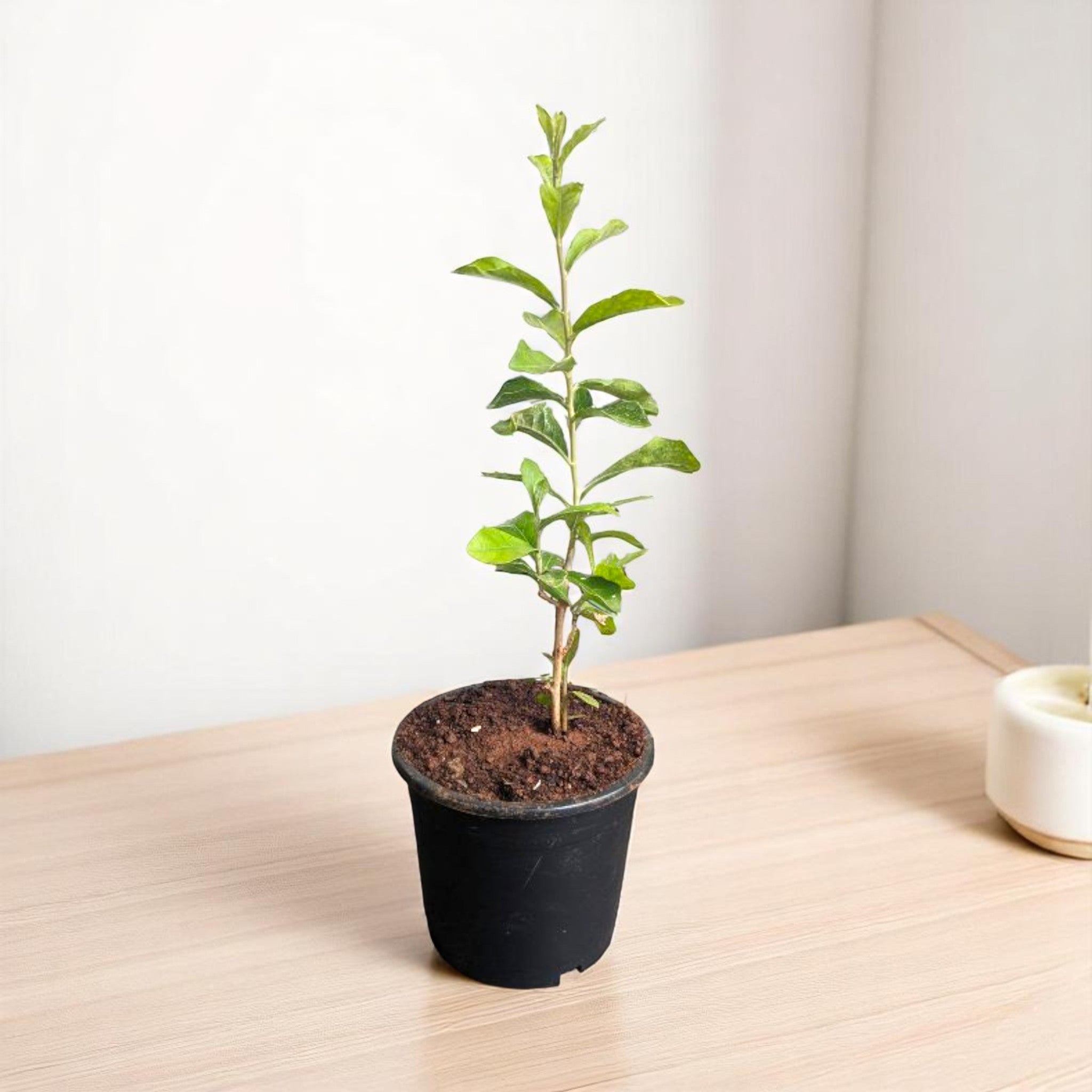 Curtain Creeper Plant