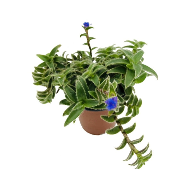 kitten ear succulent Buy Cyanotis Somaliensis