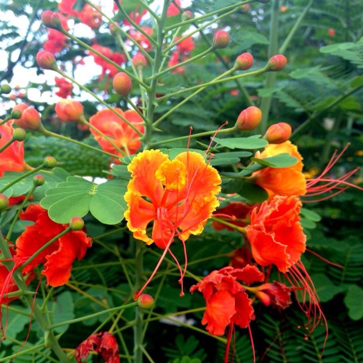 Gulmohar Plant - Delonix Regia