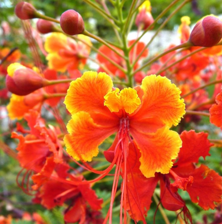 Gulmohar Plant - Delonix Regia