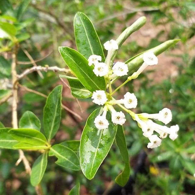 Din Ka Raja Plant - Cestrum Diurnum, Day Blooming Jasmine
