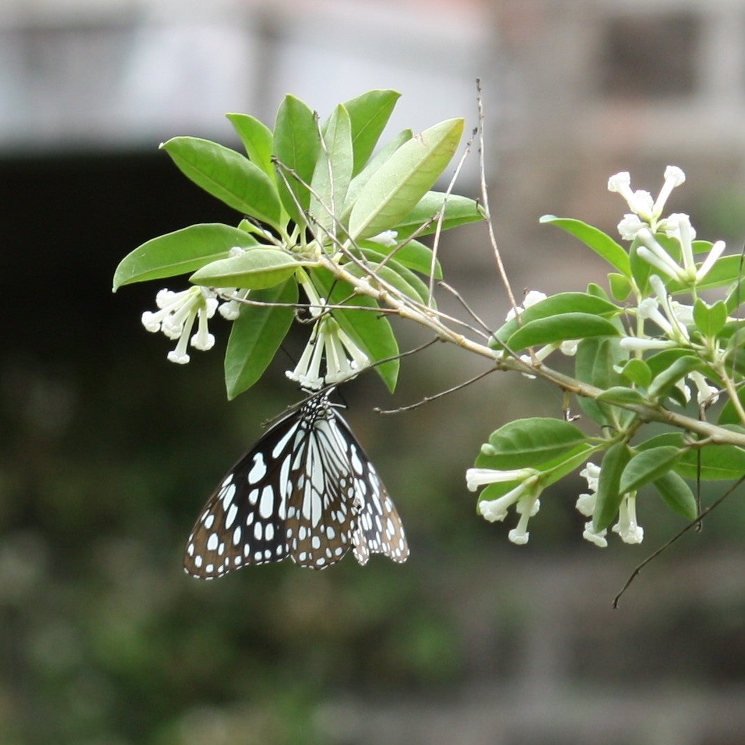 Din Ka Raja Plant - Cestrum Diurnum, Day Blooming Jasmine