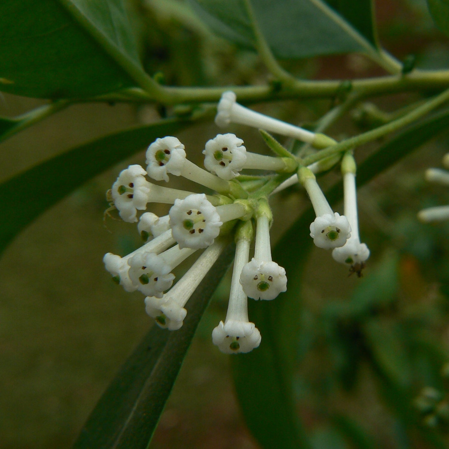 Din Ka Raja Plant - Cestrum Diurnum, Day Blooming Jasmine