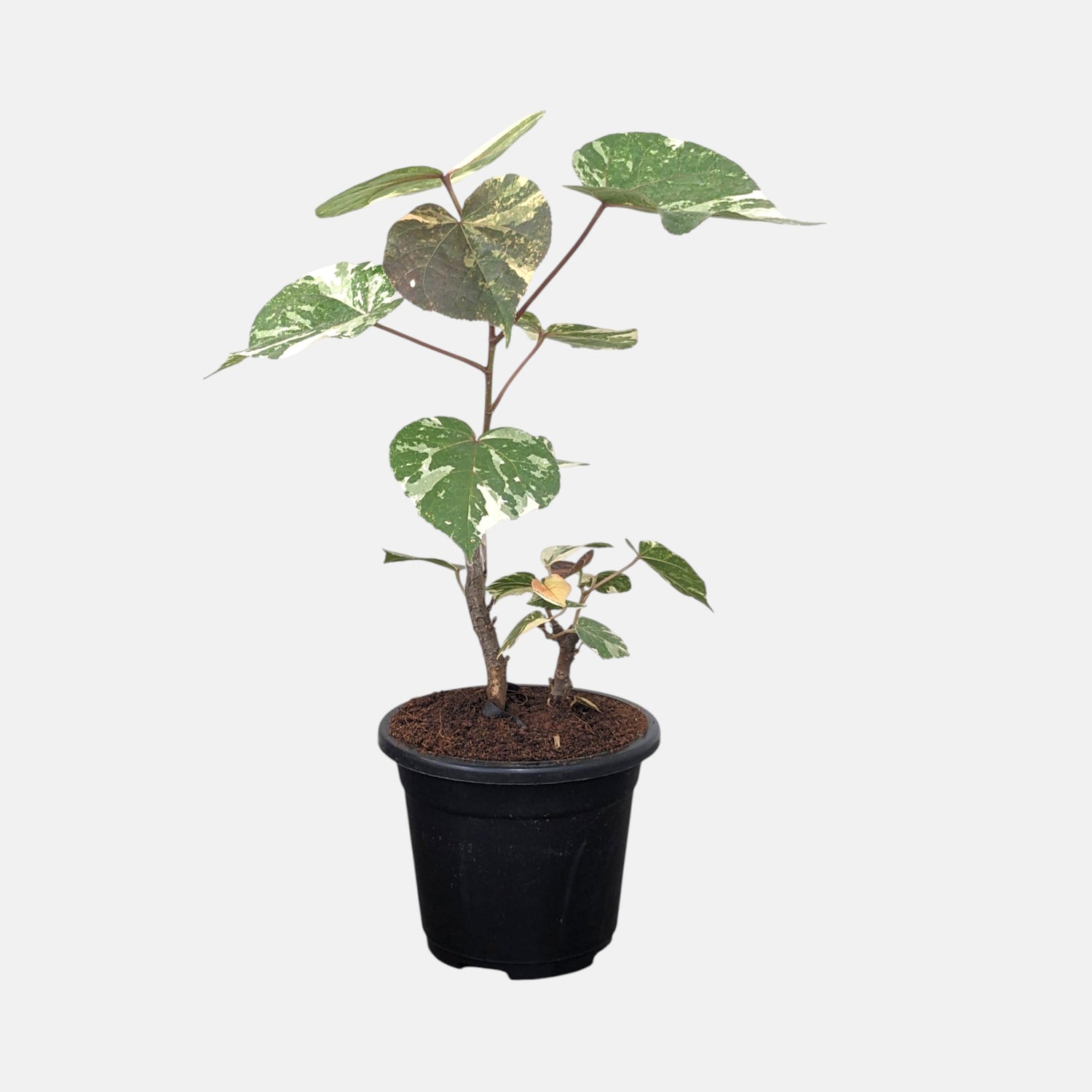 Pink Ball Tree - Dombeya wallichii